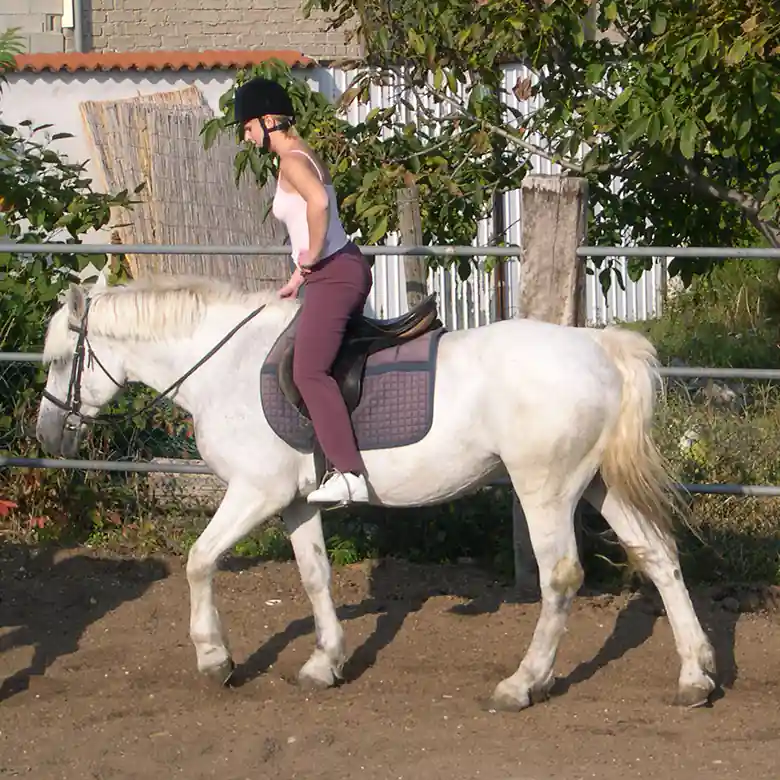 1 / 9: Reitunterricht für Erwachsene in München 1 / 9: Reitunterricht für Erwachsene in München