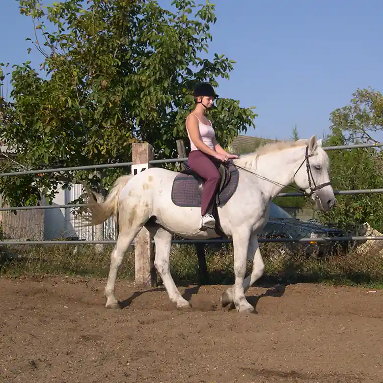 3 / 9: Reitunterricht für Erwachsene in München 3 / 9: Reitunterricht für Erwachsene in München
