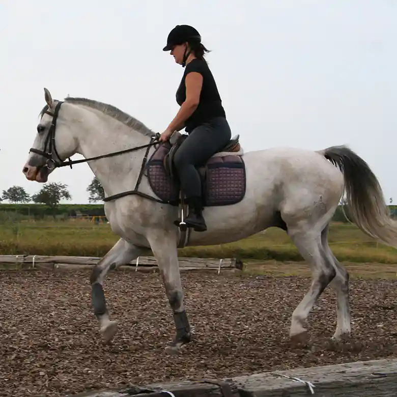 6 / 9: Reitunterricht für Erwachsene in München 6 / 9: Reitunterricht für Erwachsene in München