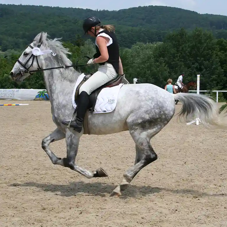 1 / 9: Reiten: Turniere in Springreiten und Dressurreiten 1 / 9: Reiten: Turniere in Springreiten und Dressurreiten