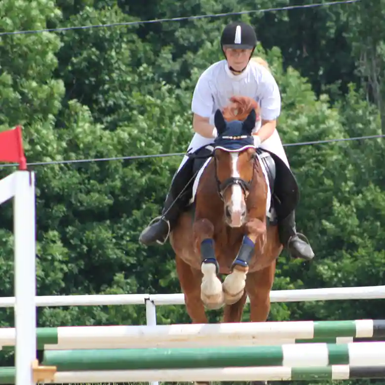 2 / 9: Reiten: Turniere in Springreiten und Dressurreiten 2 / 9: Reiten: Turniere in Springreiten und Dressurreiten