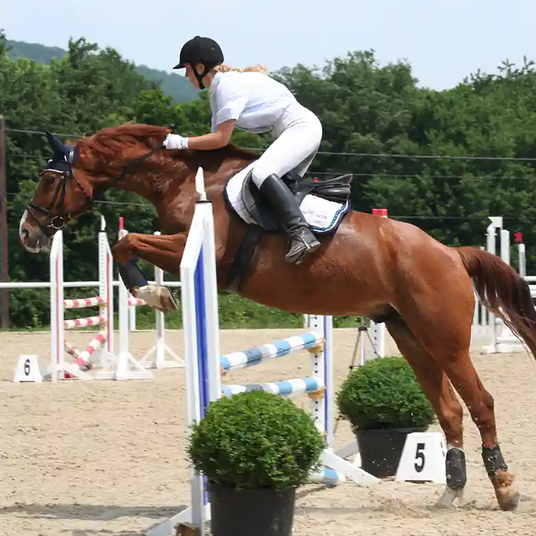 3 / 9: Reiten: Turniere in Springreiten und Dressurreiten 3 / 9: Reiten: Turniere in Springreiten und Dressurreiten