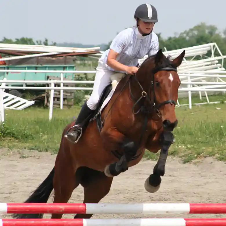 4 / 9: Reiten: Turniere in Springreiten und Dressurreiten 4 / 9: Reiten: Turniere in Springreiten und Dressurreiten