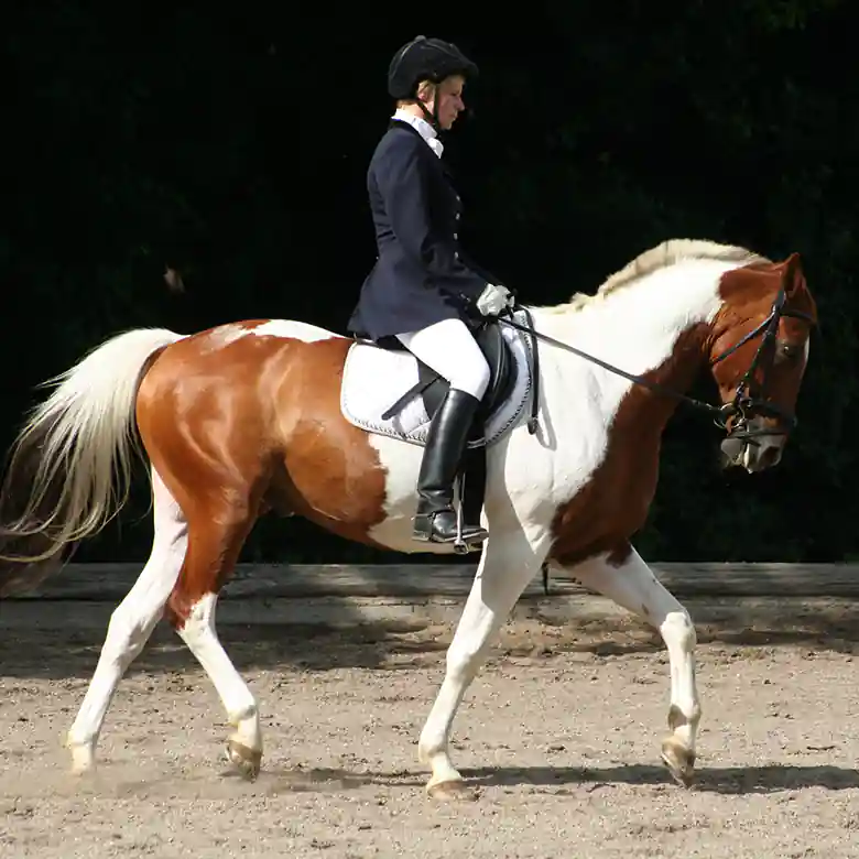 6 / 9: Reiten: Turniere in Springreiten und Dressurreiten 6 / 9: Reiten: Turniere in Springreiten und Dressurreiten