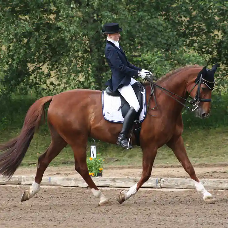 7 / 9: Reiten: Turniere in Springreiten und Dressurreiten 7 / 9: Reiten: Turniere in Springreiten und Dressurreiten