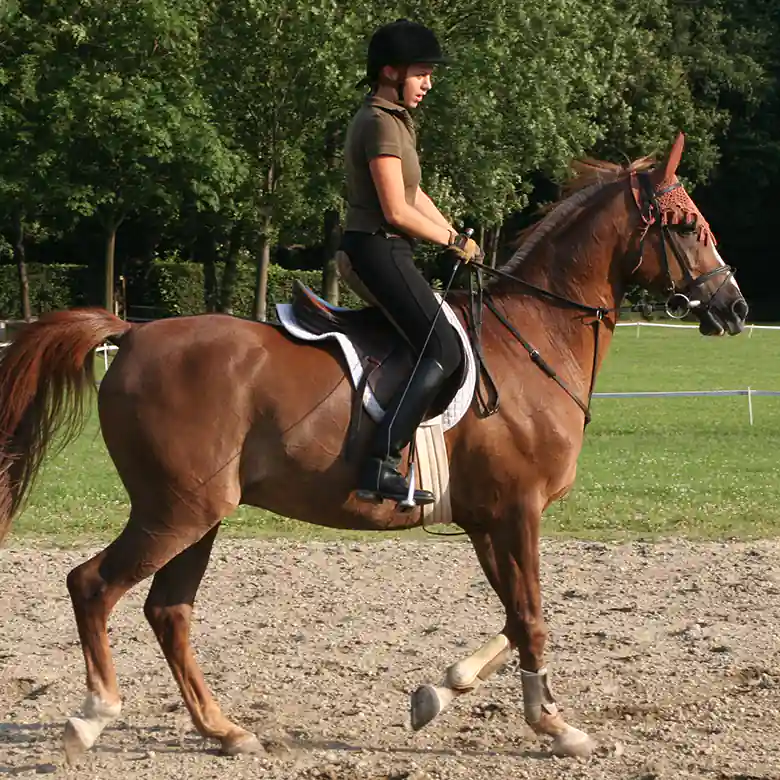 9 / 9: Reiten: Turniere in Springreiten und Dressurreiten 9 / 9: Reiten: Turniere in Springreiten und Dressurreiten