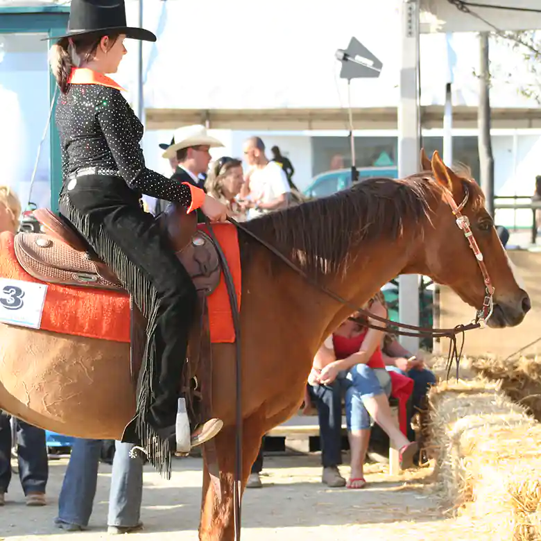 2 / 15: Westernreiten - Reiten im Western-Stil 2 / 15: Westernreiten - Reiten im Western-Stil