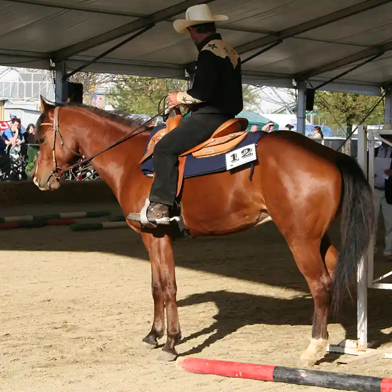 4 / 15: Westernreiten - Reiten im Western-Stil 4 / 15: Westernreiten - Reiten im Western-Stil