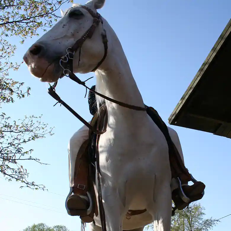7 / 15: Westernreiten - Reiten im Western-Stil 7 / 15: Westernreiten - Reiten im Western-Stil